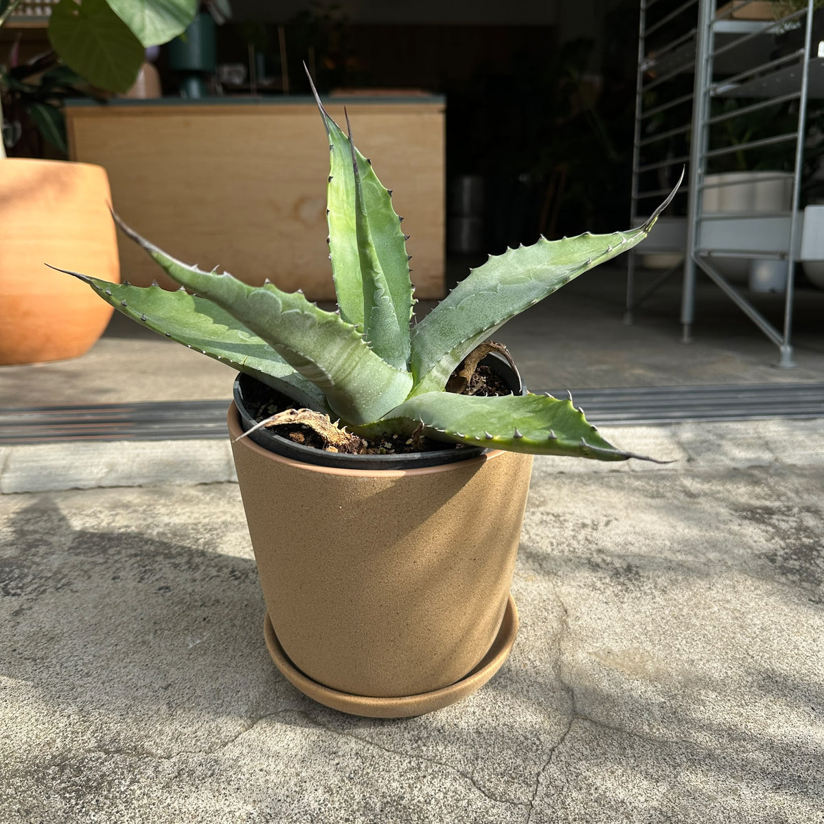 Agave assorted アガベ アソート Size 5