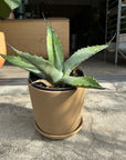 Agave assorted アガベ アソート Size 5
