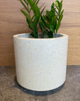 Windsor Planter  ウィンドソープランター