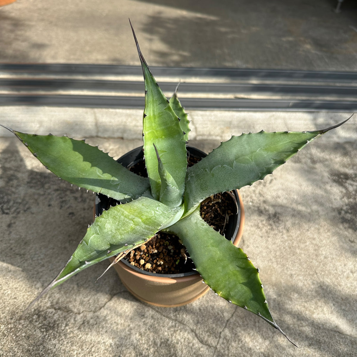 Agave assorted アガベ アソート Size 5