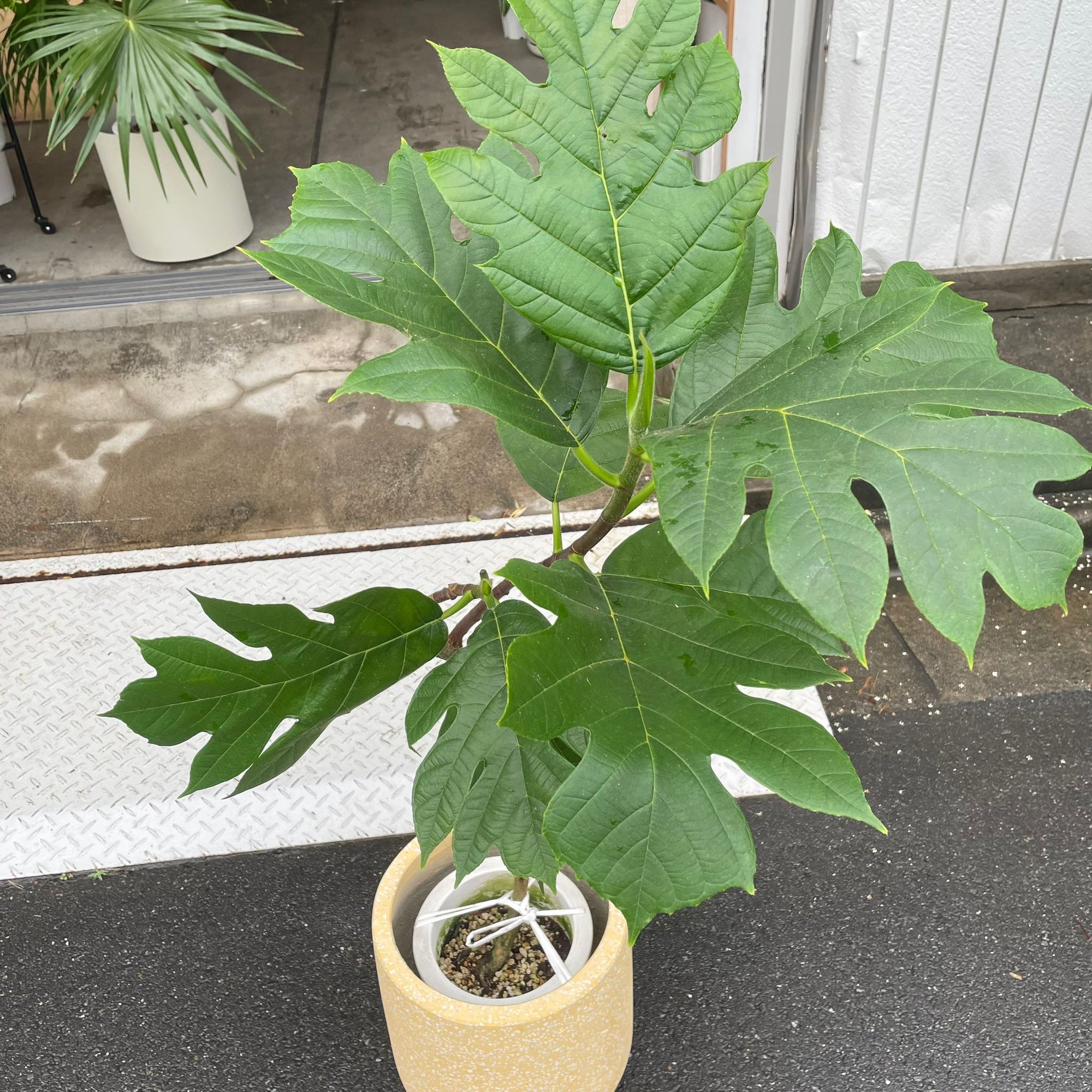 Artocarpus altilis パンの木