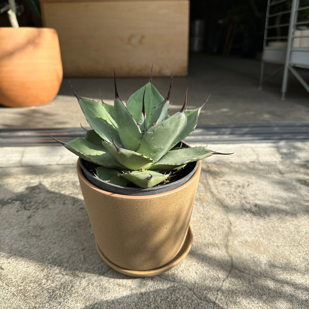 Agave assorted アガベ アソート Size 5