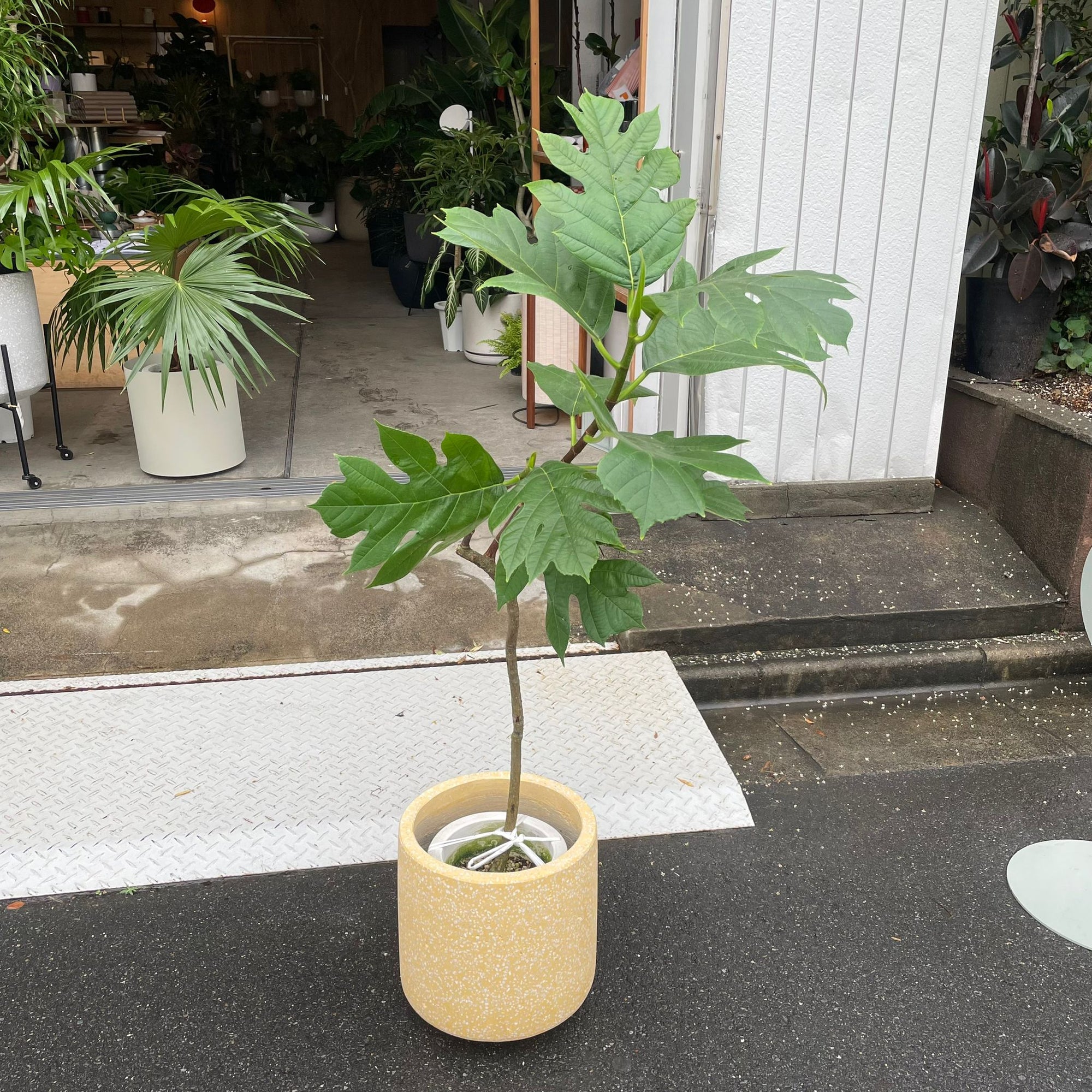 Artocarpus altilis パンの木