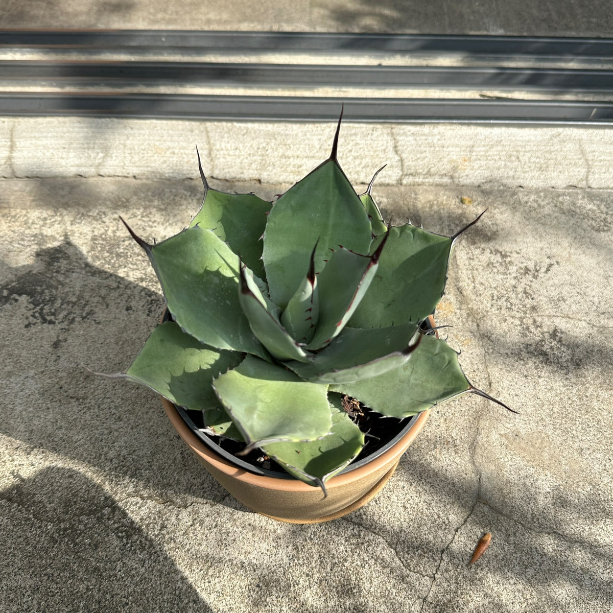 Agave assorted アガベ アソート Size 5