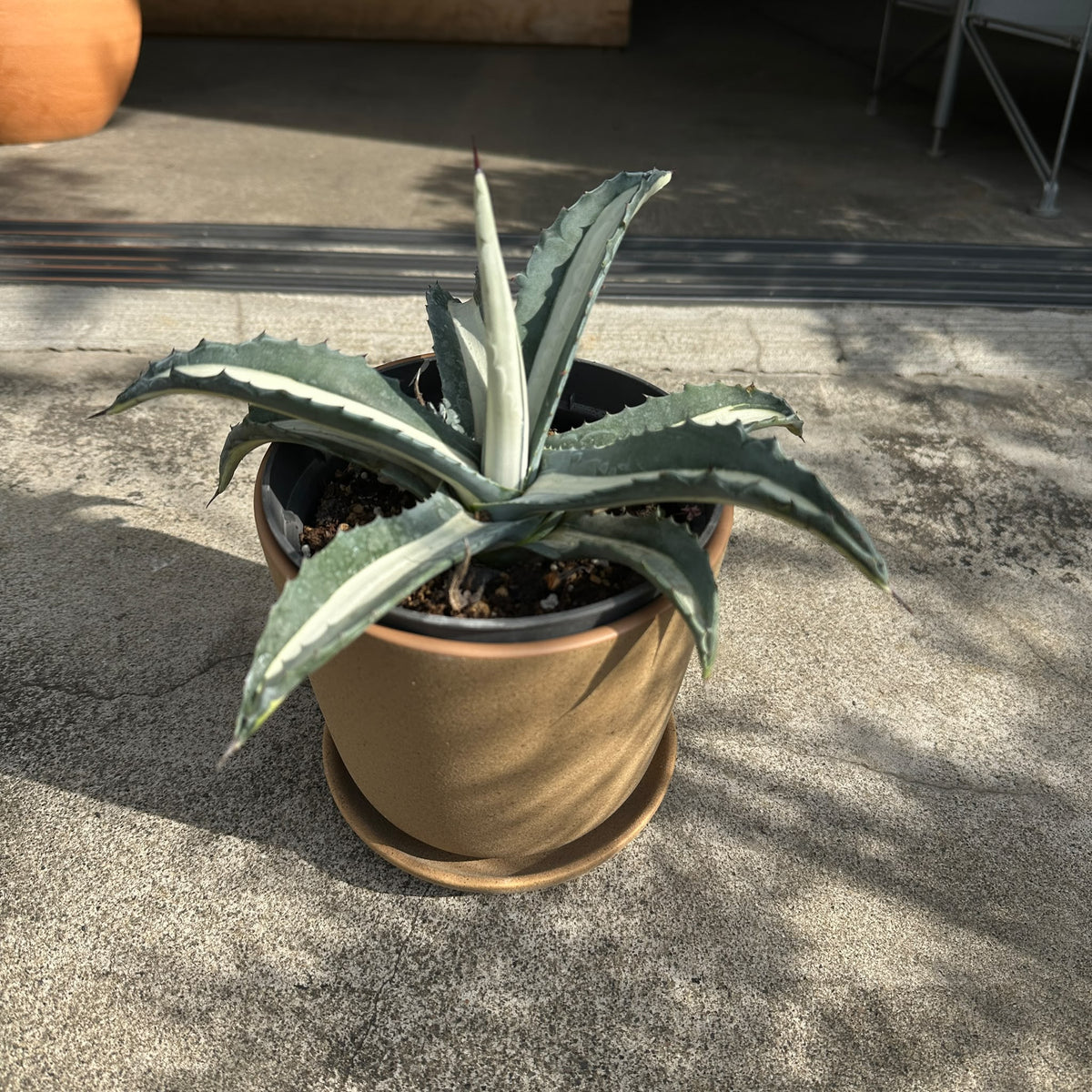 Agave assorted アガベ アソート Size 5