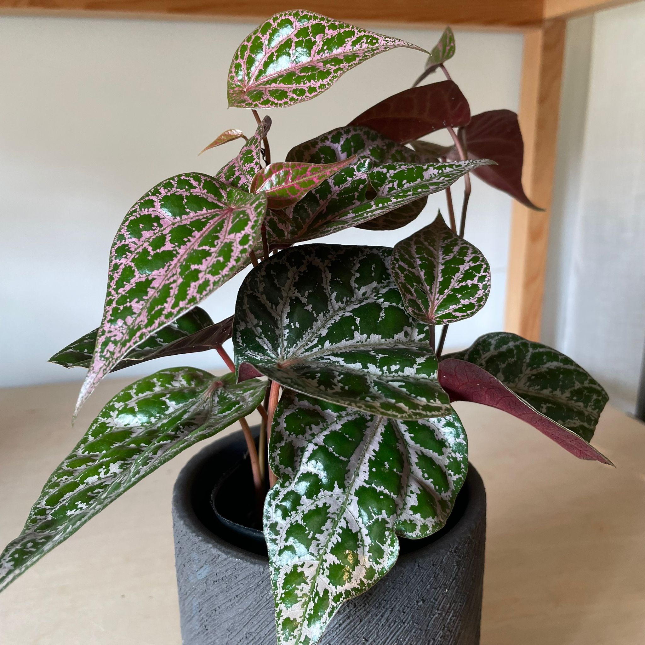 Piper sp. ピぺル ピンクスペシャル I インドアプランツ I プラント