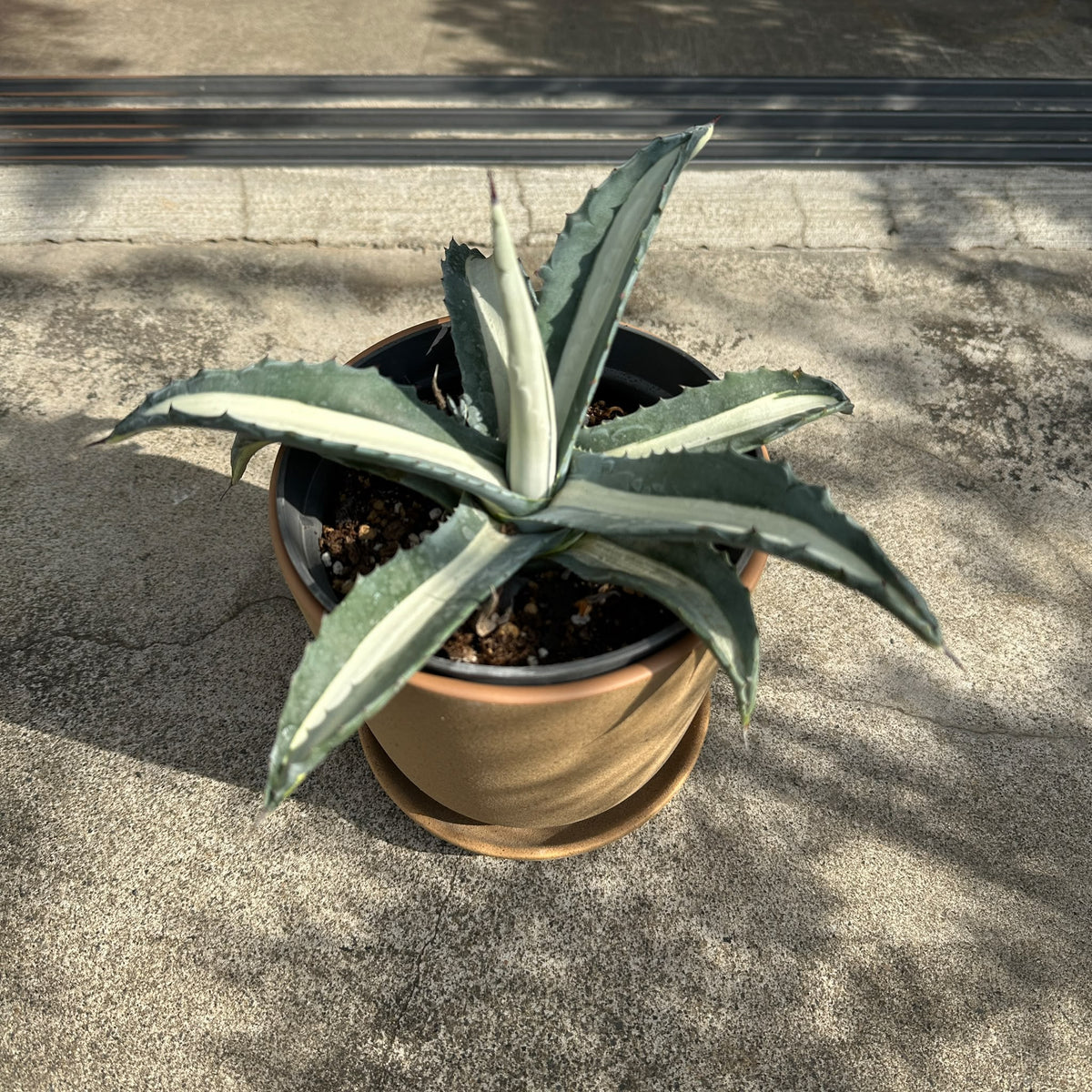 Agave assorted アガベ アソート Size 5