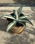Agave assorted アガベ アソート Size 5
