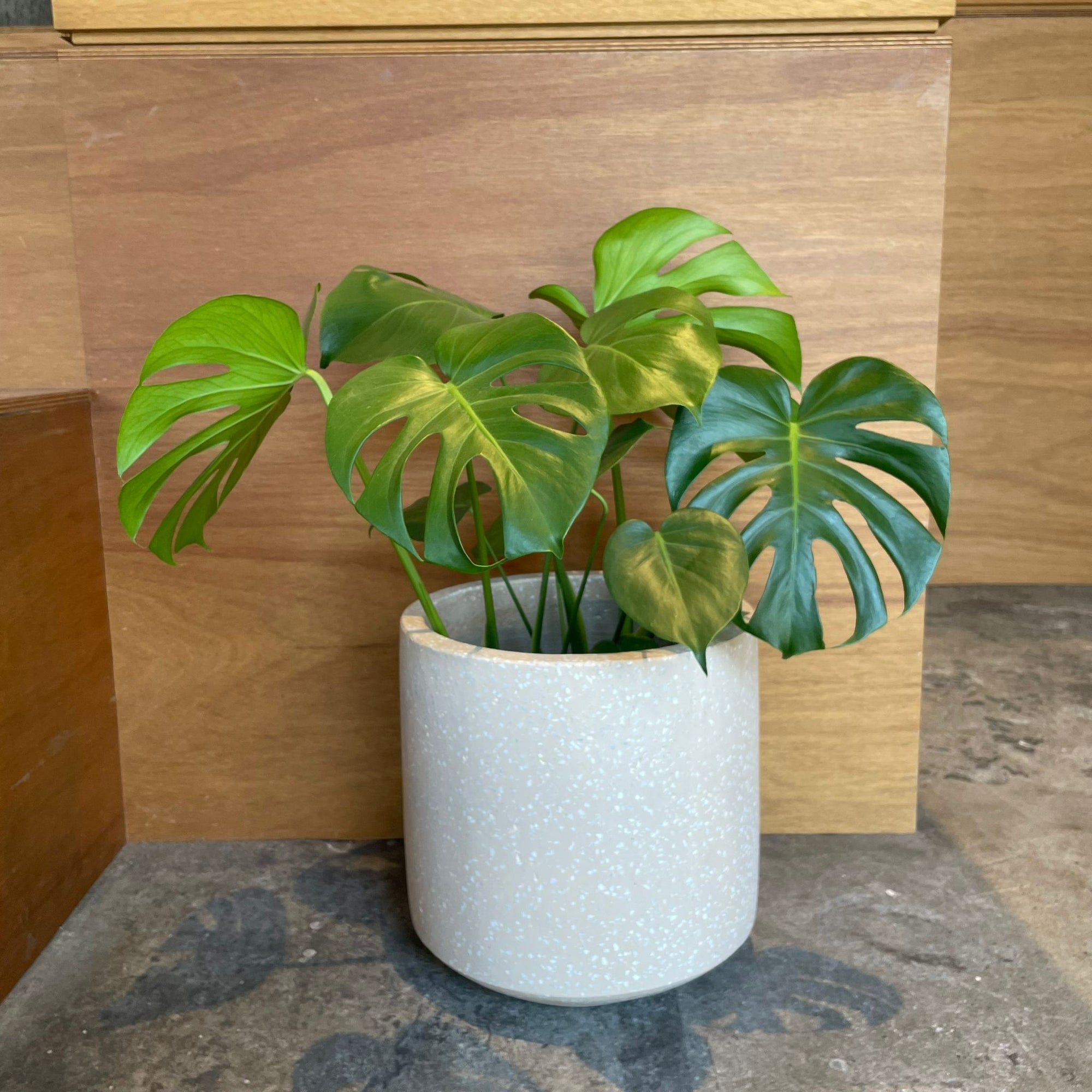 Windsor Planter  ウィンドソープランター
