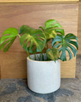 Windsor Planter  ウィンドソープランター