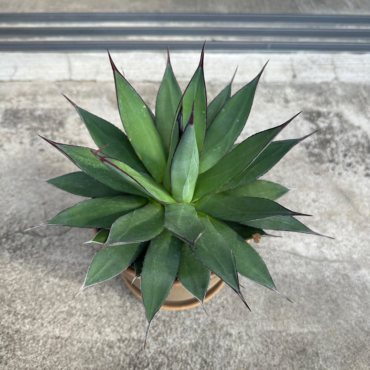 Agave assorted アガベ アソート Size 5
