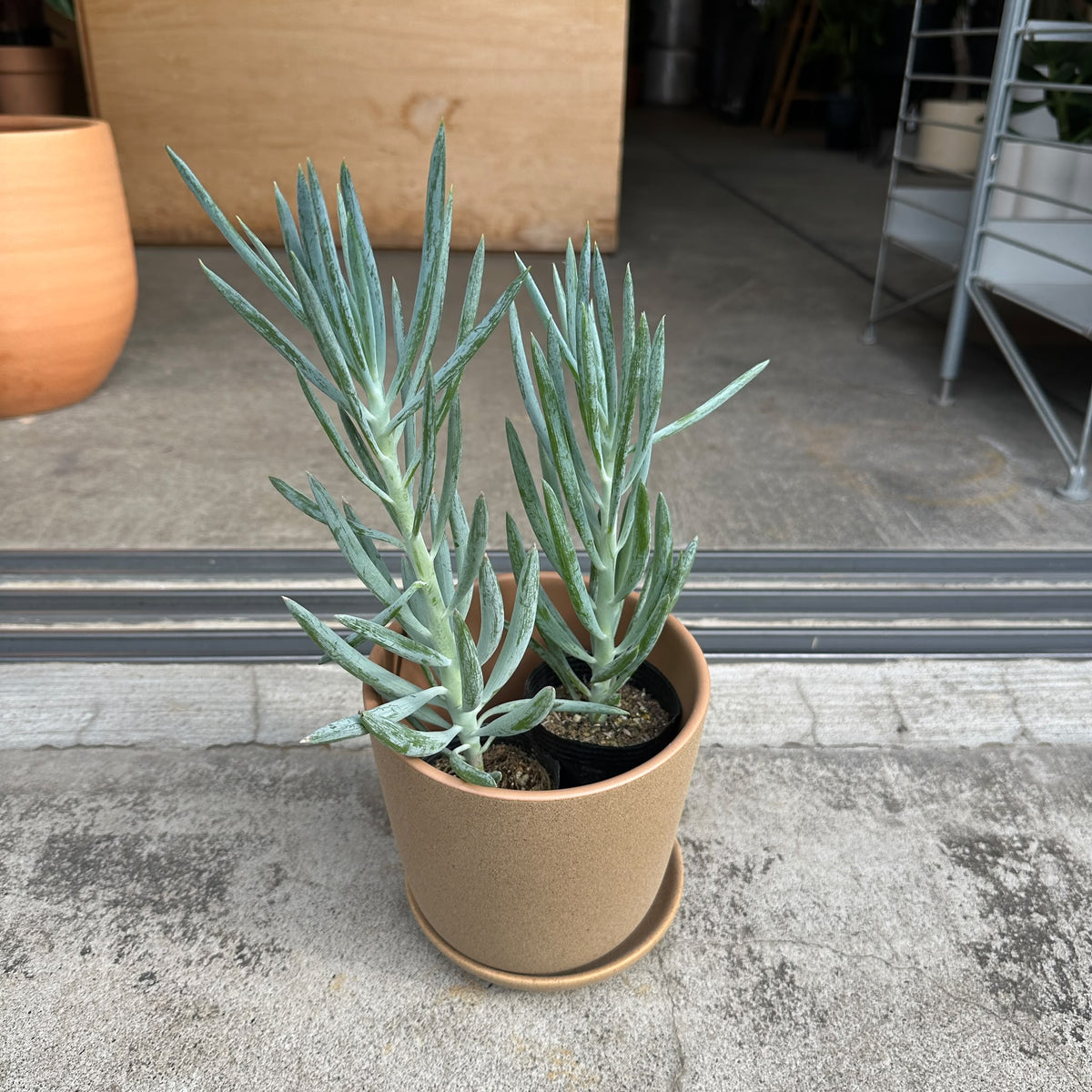 Senecio セネシオ キュリオ ブルース Size 2
