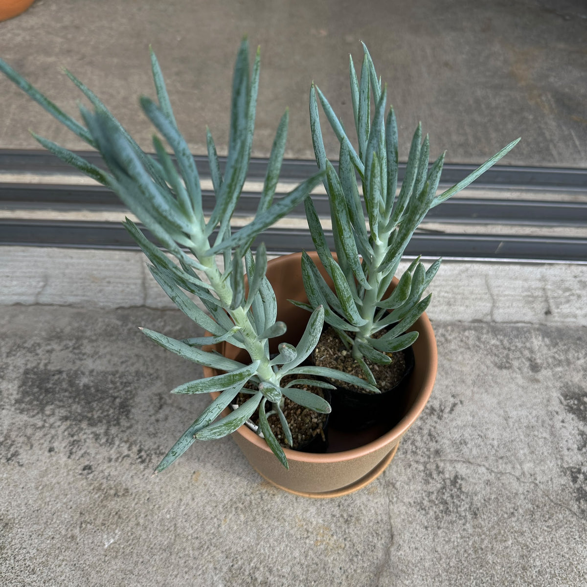 Senecio セネシオ キュリオ ブルース Size 2