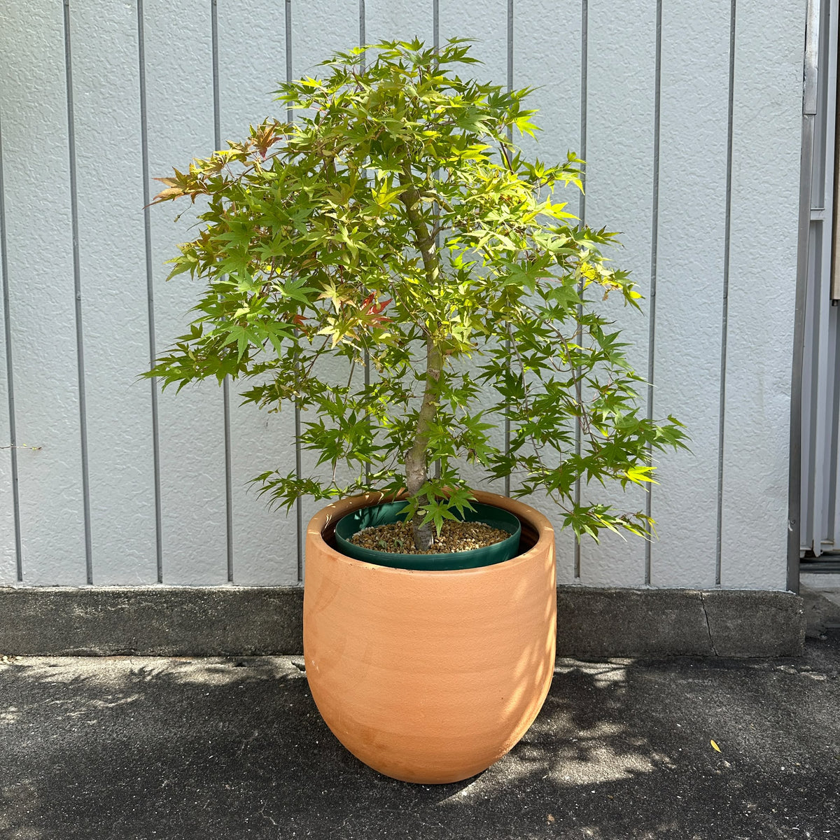 Japanese Maple Tree もみじ Size 7