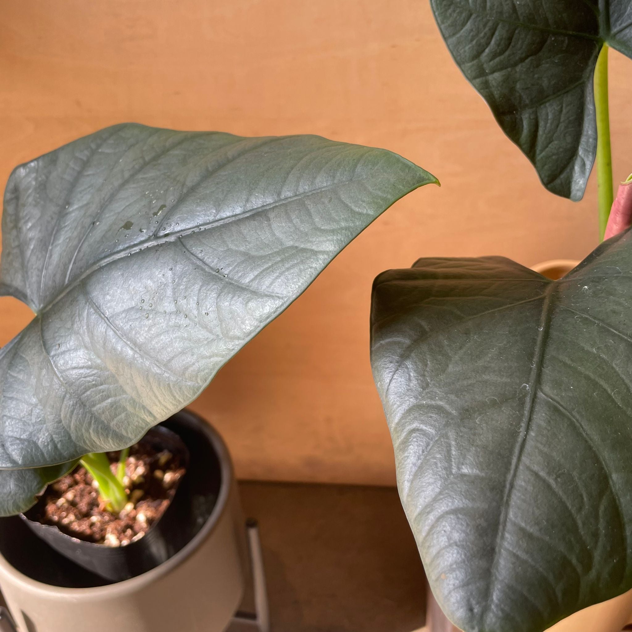 Alocasia アロカシア ダークミリオン I インドアプランツ I プラント