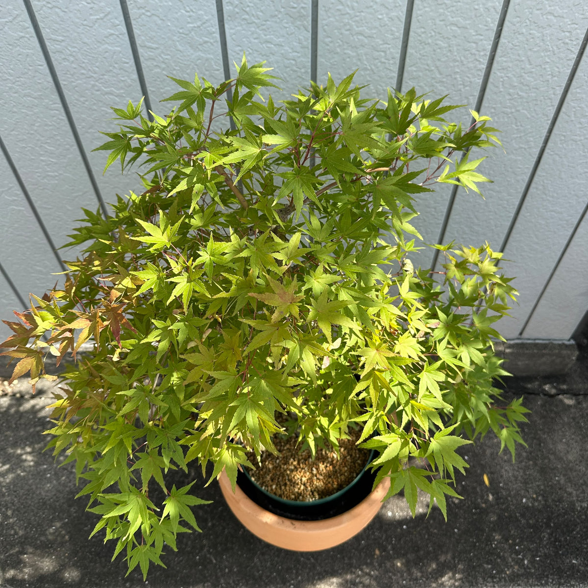 Japanese Maple Tree もみじ Size 7