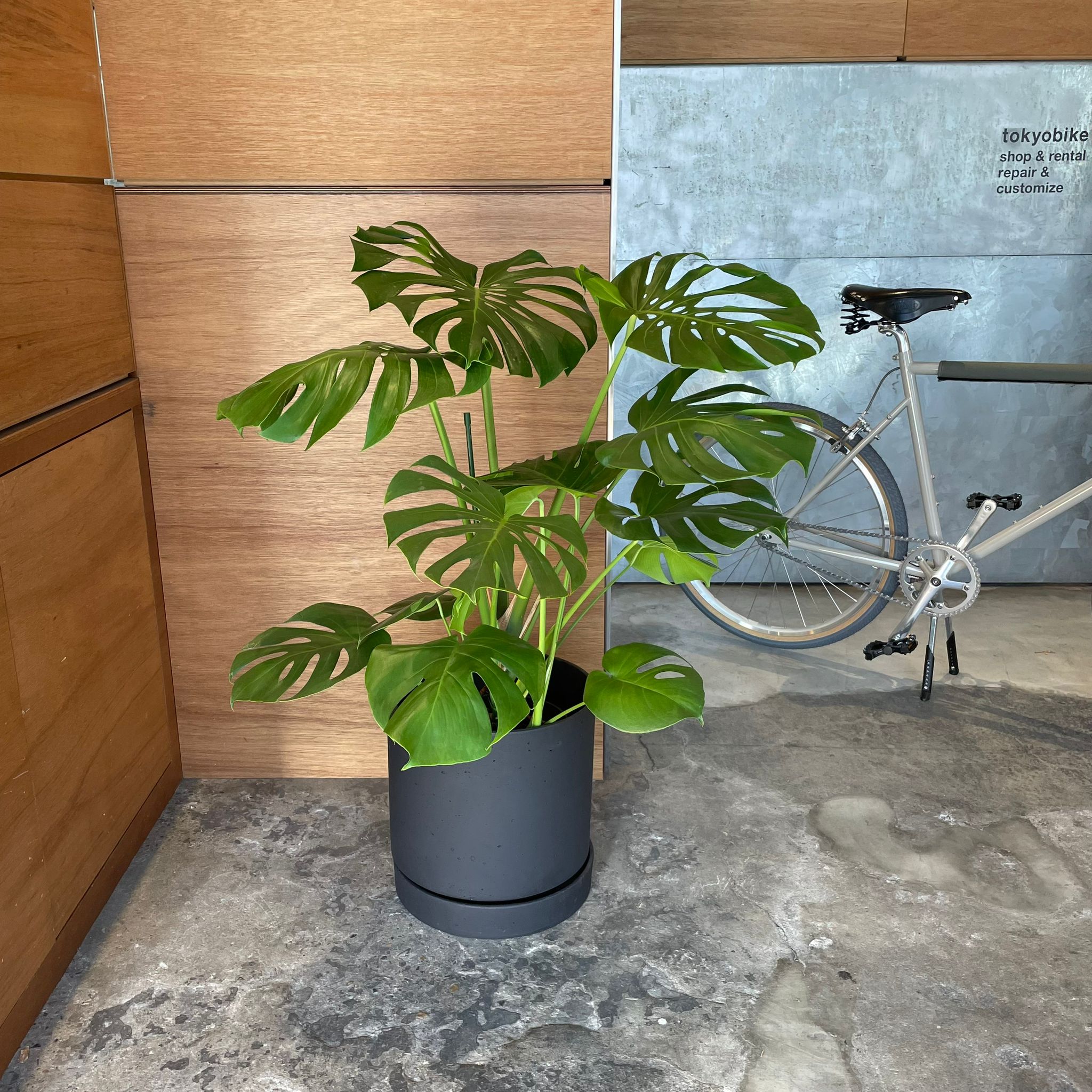 Monstera Deliciosa Platinum デリシオーサ プラチナム