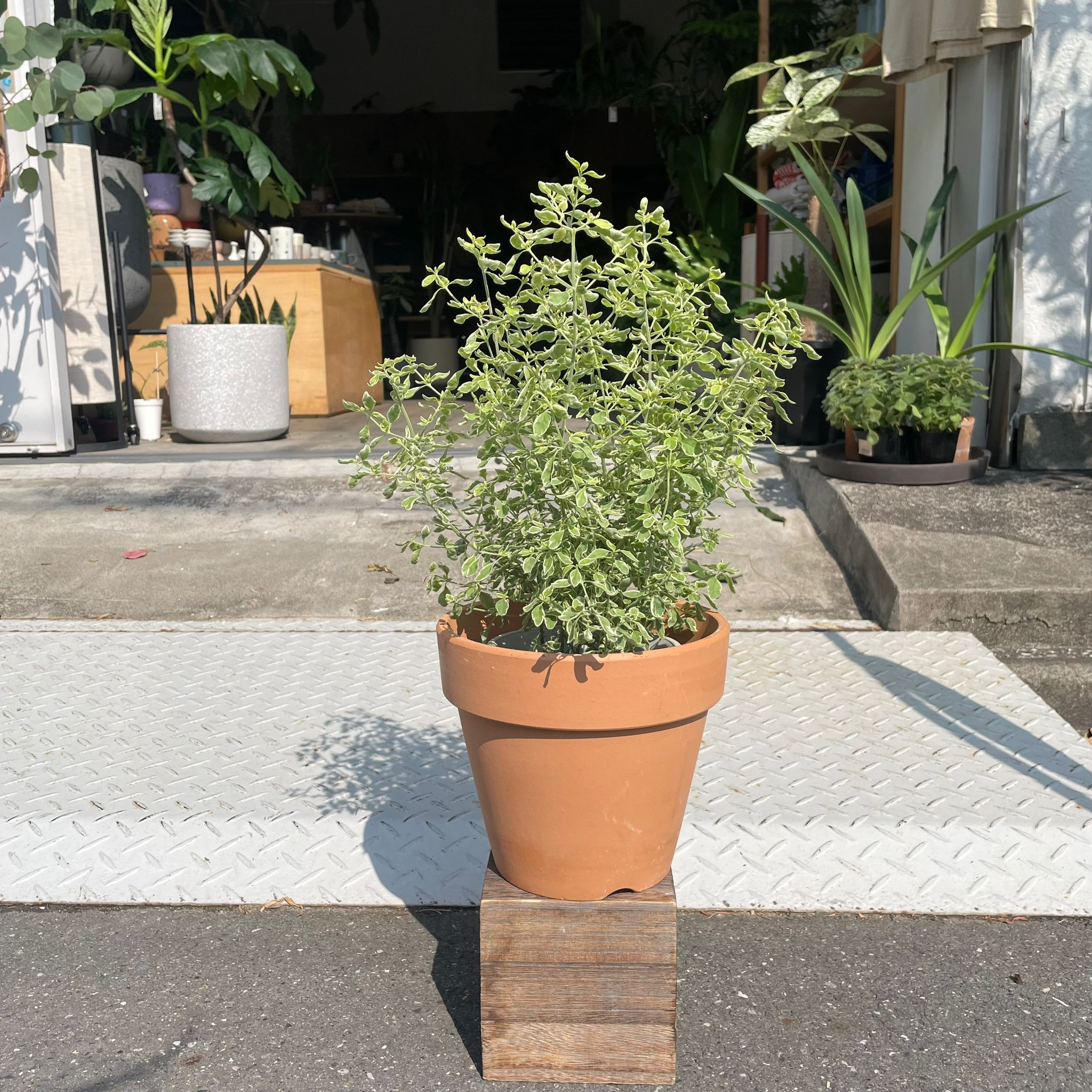 Plants プランツ I 植物インドアプランツ一覧 I プラント