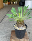 Euphorbia ユーフォルビア 鉄鋼丸 Size 3
