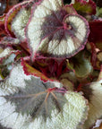 Rex Begonia レックス ベゴニア エスカルゴ