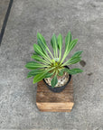 Euphorbia ユーフォルビア 鉄鋼丸 Size 3