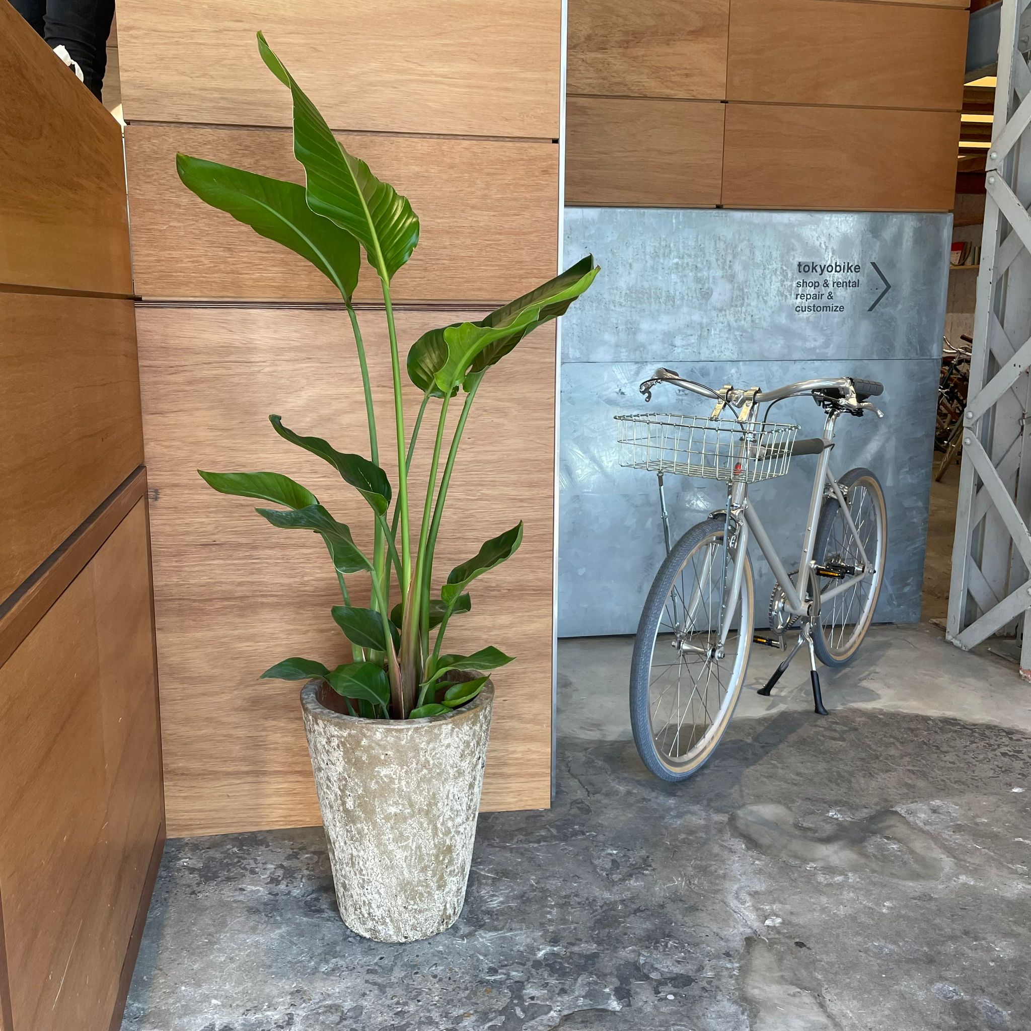 オーガスタ (バード オブ パラダイス) I インドアプランツ I プラント