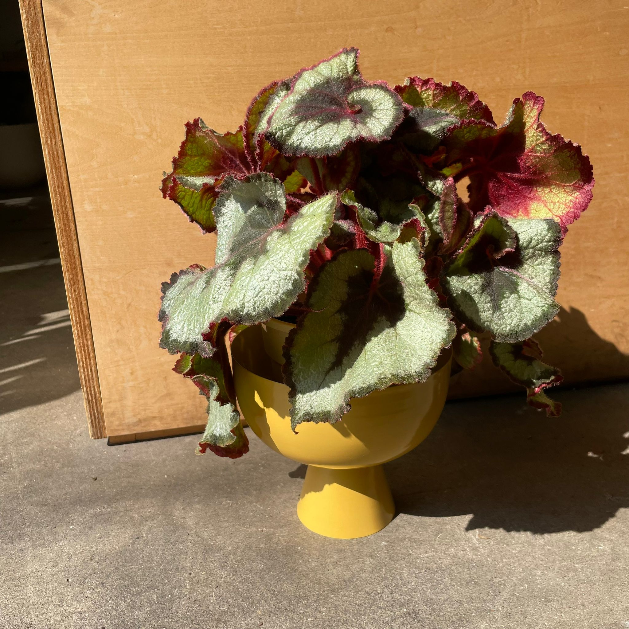 Rex Begonia レックス ベゴニア エスカルゴ I インドアプランツ I