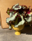 Rex Begonia レックス ベゴニア エスカルゴ