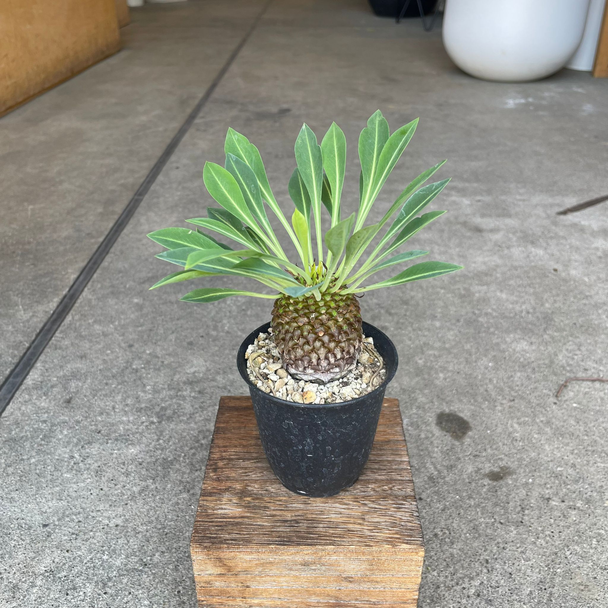 Plants プランツ I 植物インドアプランツ一覧 I プラントソサエティ