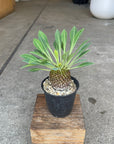 Euphorbia ユーフォルビア 鉄鋼丸 Size 3