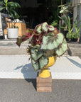 Rex Begonia レックス ベゴニア エスカルゴ