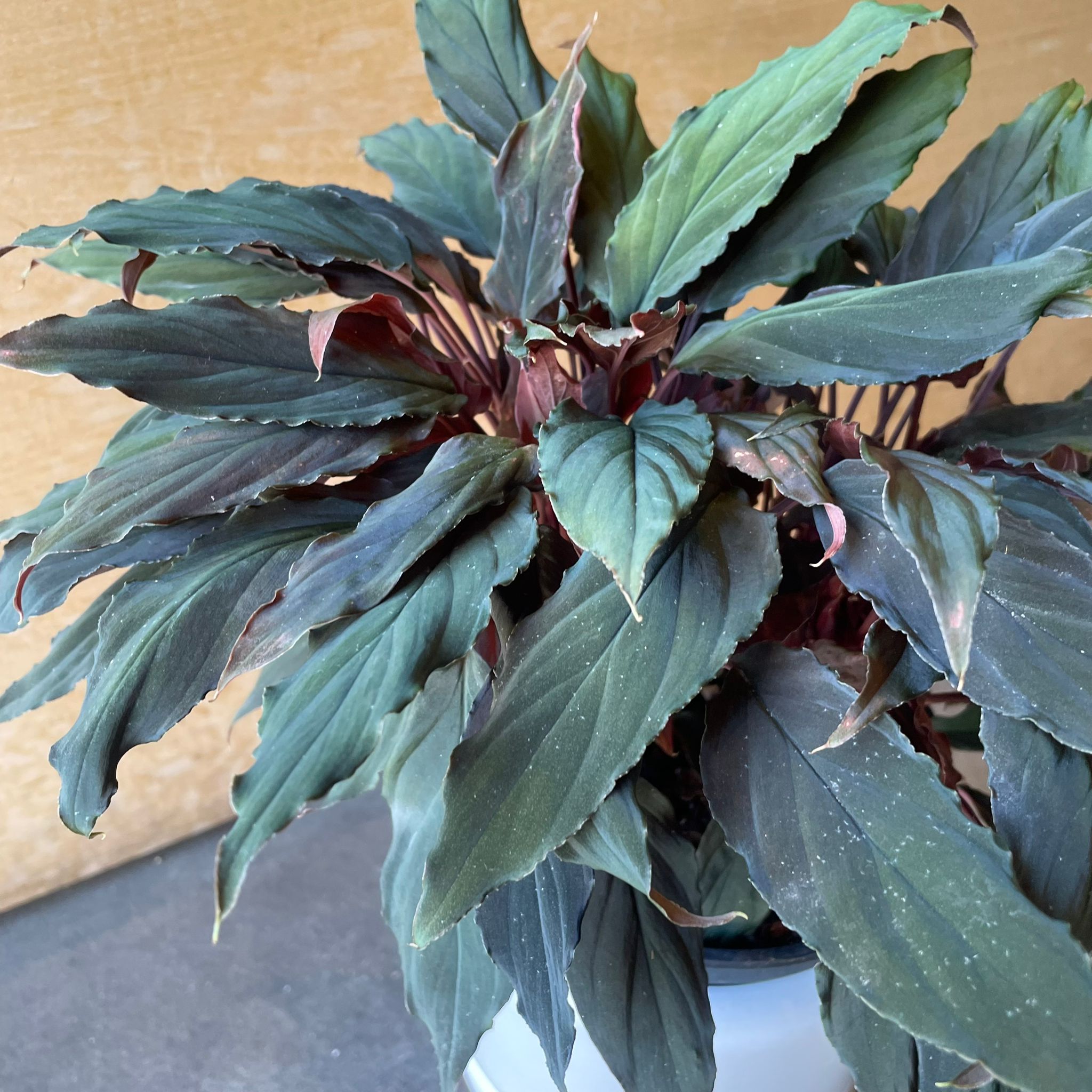 P. Stemaria 観葉植物　中株サイズACO品 観葉植物の販売・ギフトならフラワーコーポレーション / 観葉植物 ミニ