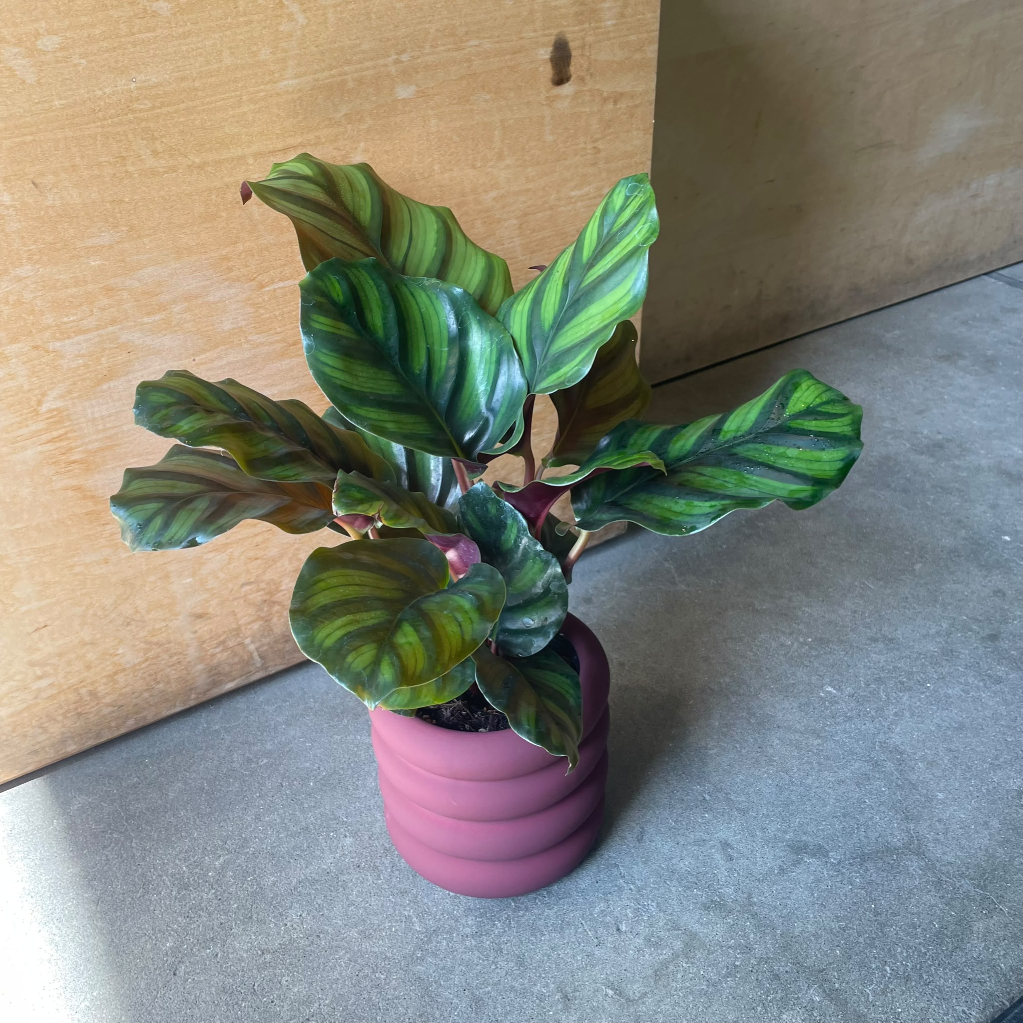 Plants プランツ I 植物インドアプランツ一覧 I プラントソサエティ