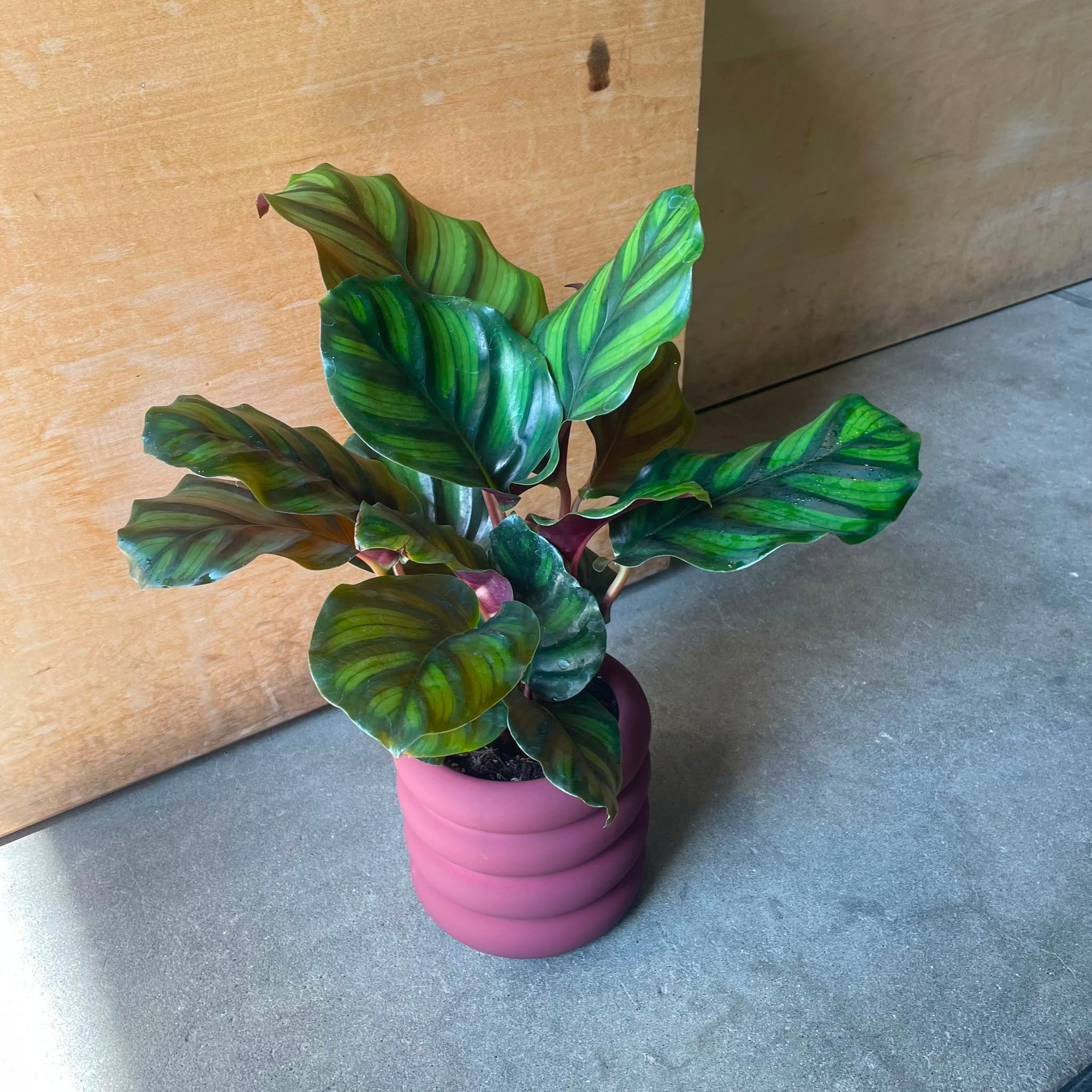 Calathea fasciata カラテア ファシアータ Size 3