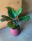 Calathea fasciata カラテア ファシアータ Size 3