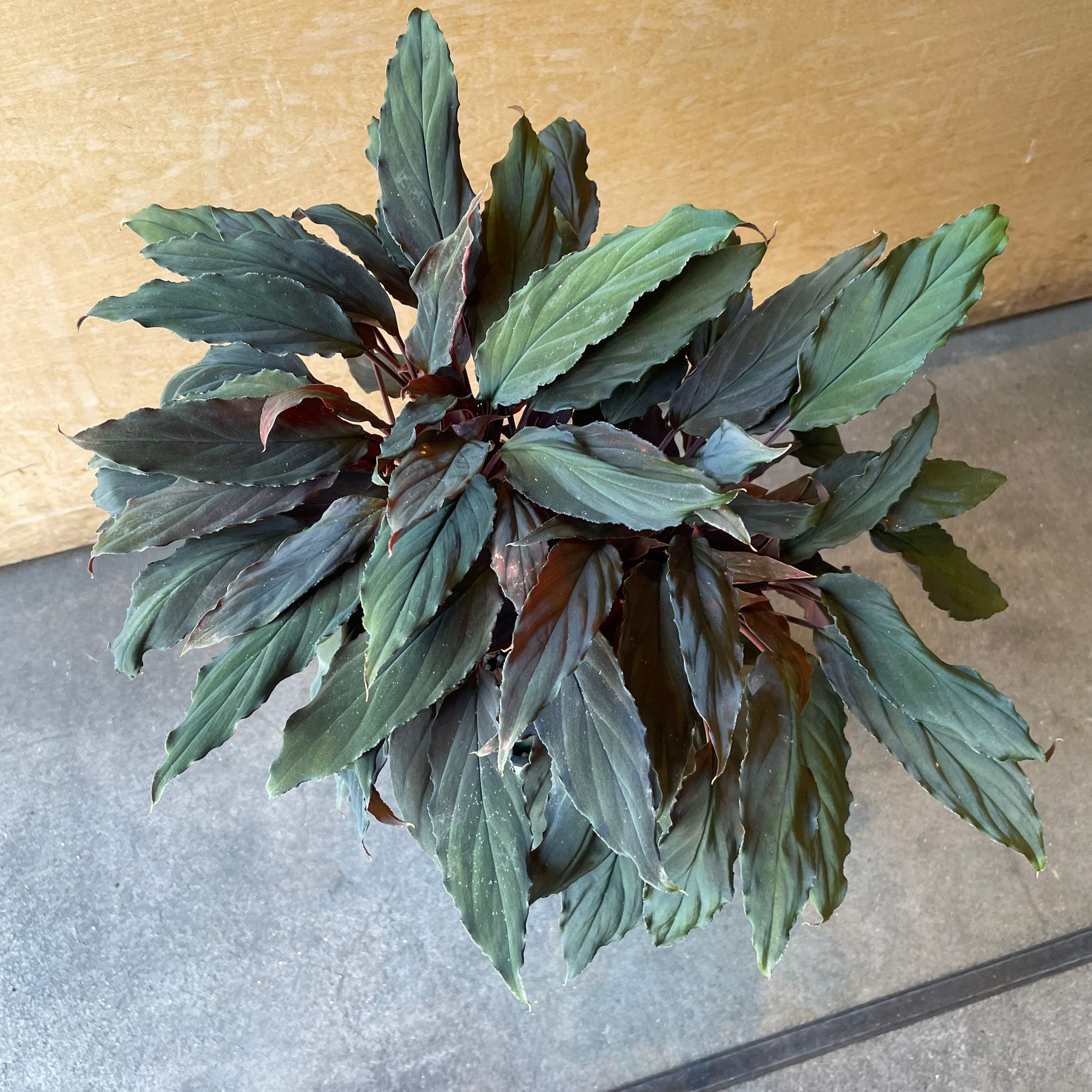 Homalomena humilis ' Black from ' ホマロメナ フミリスブラック