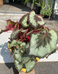 Rex Begonia レックス ベゴニア エスカルゴ