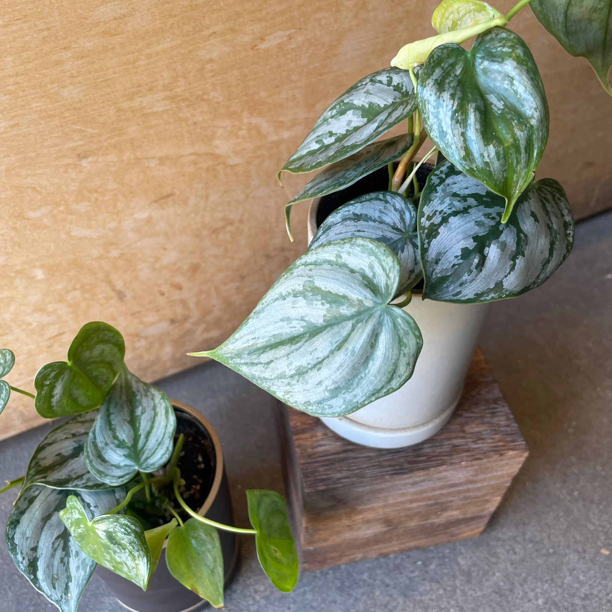 フィロデンドロン – THE PLANT SOCIETY TOKYO