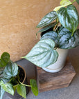 Philodendron 'Brandtianum' フィロデンドロン ブランティアナム Size 2