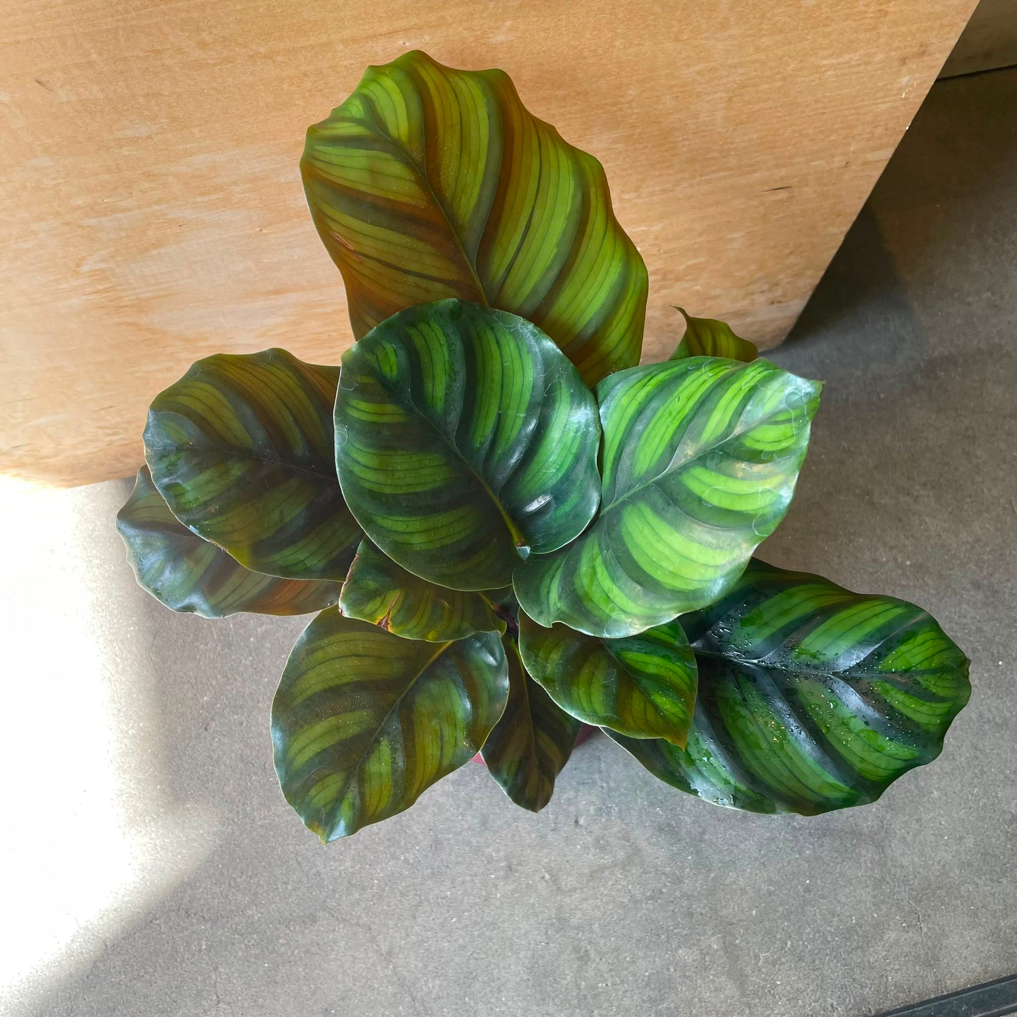 Calathea fasciata カラテア ファシアータ Size 3