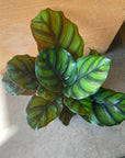 Calathea fasciata カラテア ファシアータ Size 3