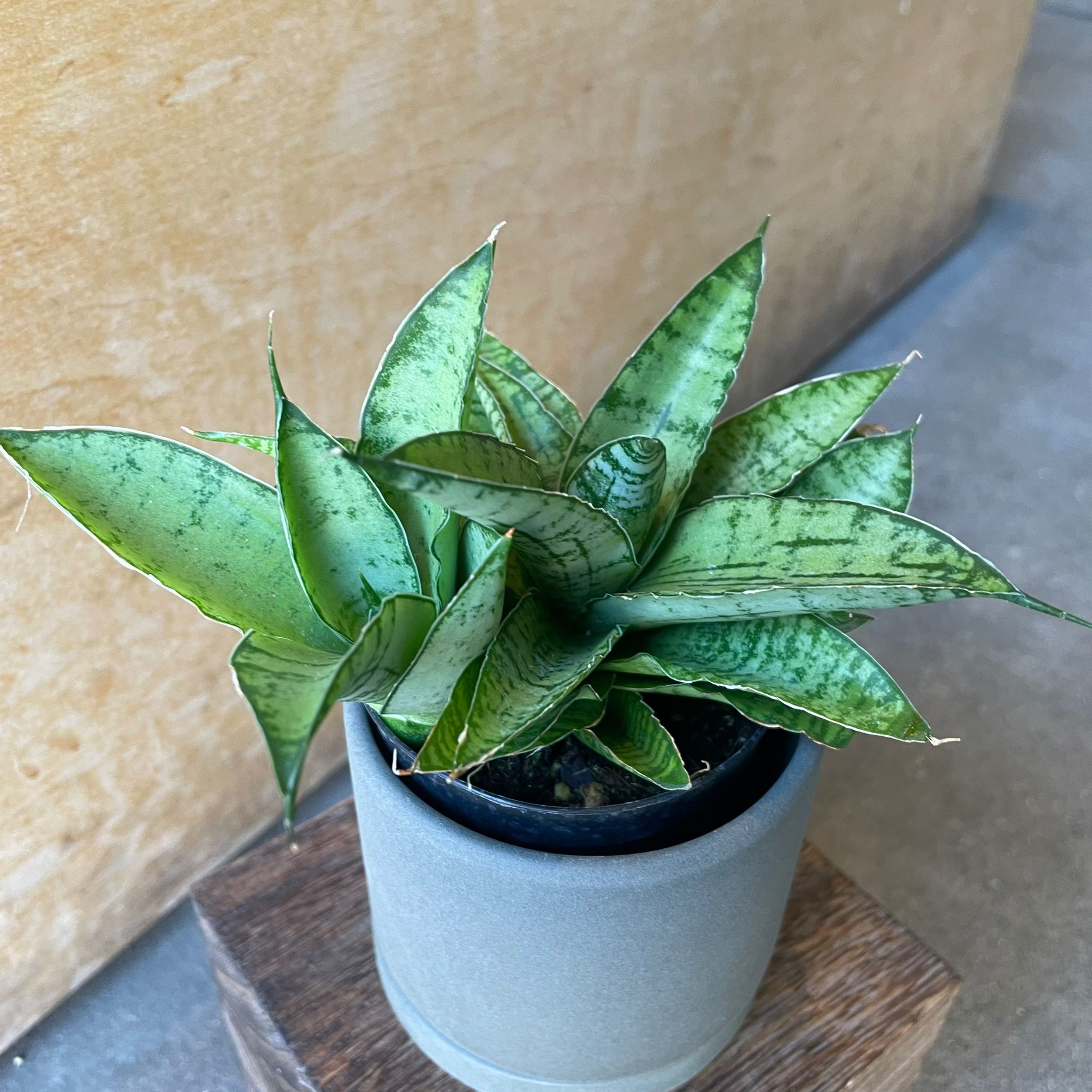 Plants プランツ I 植物インドアプランツ一覧 I プラントソサエティ