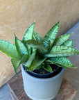 Sansevieria 'Hybrid' サンスベリア ハイブリッド
