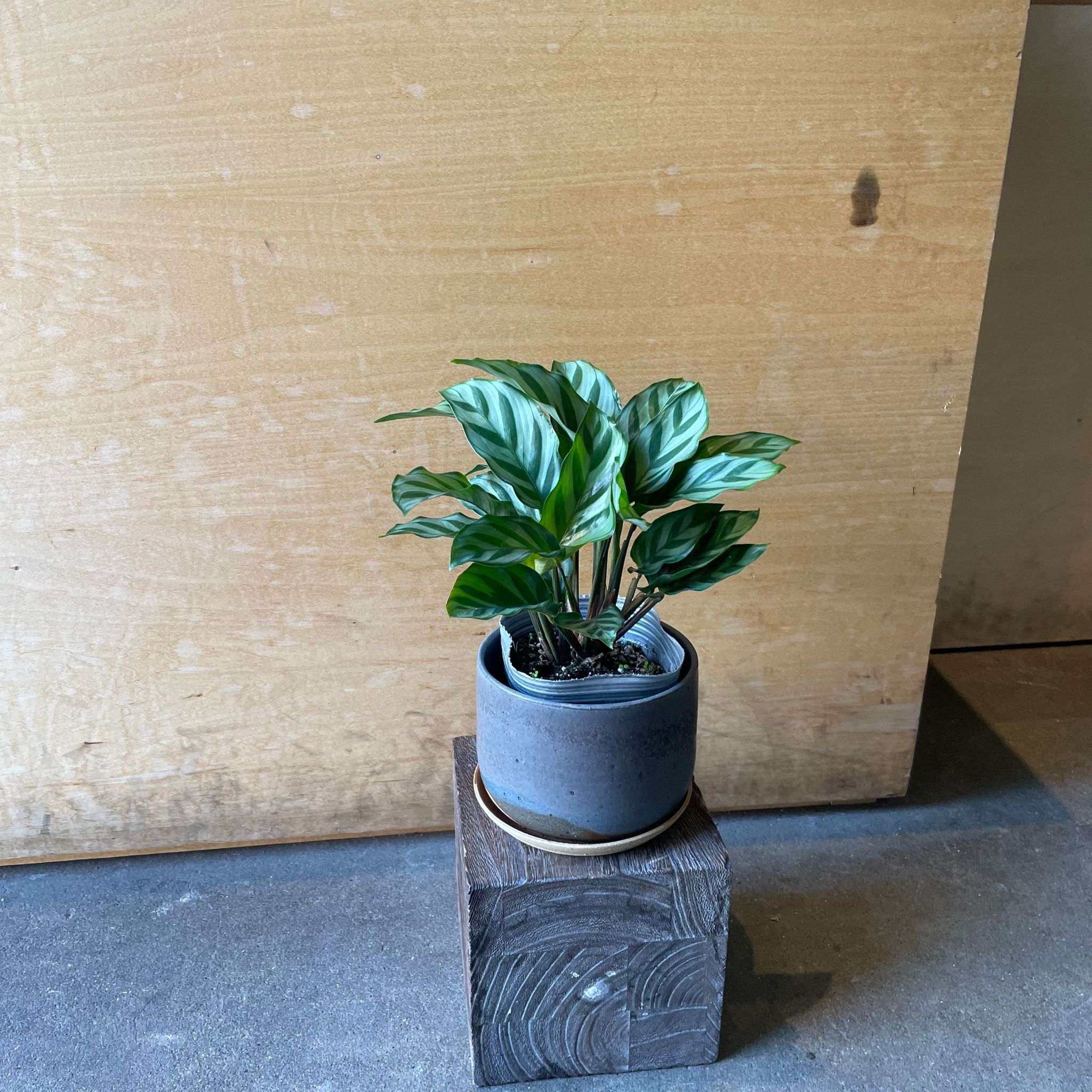 Jungle velvet カラテア フレディ I インドアプランツ I プラント