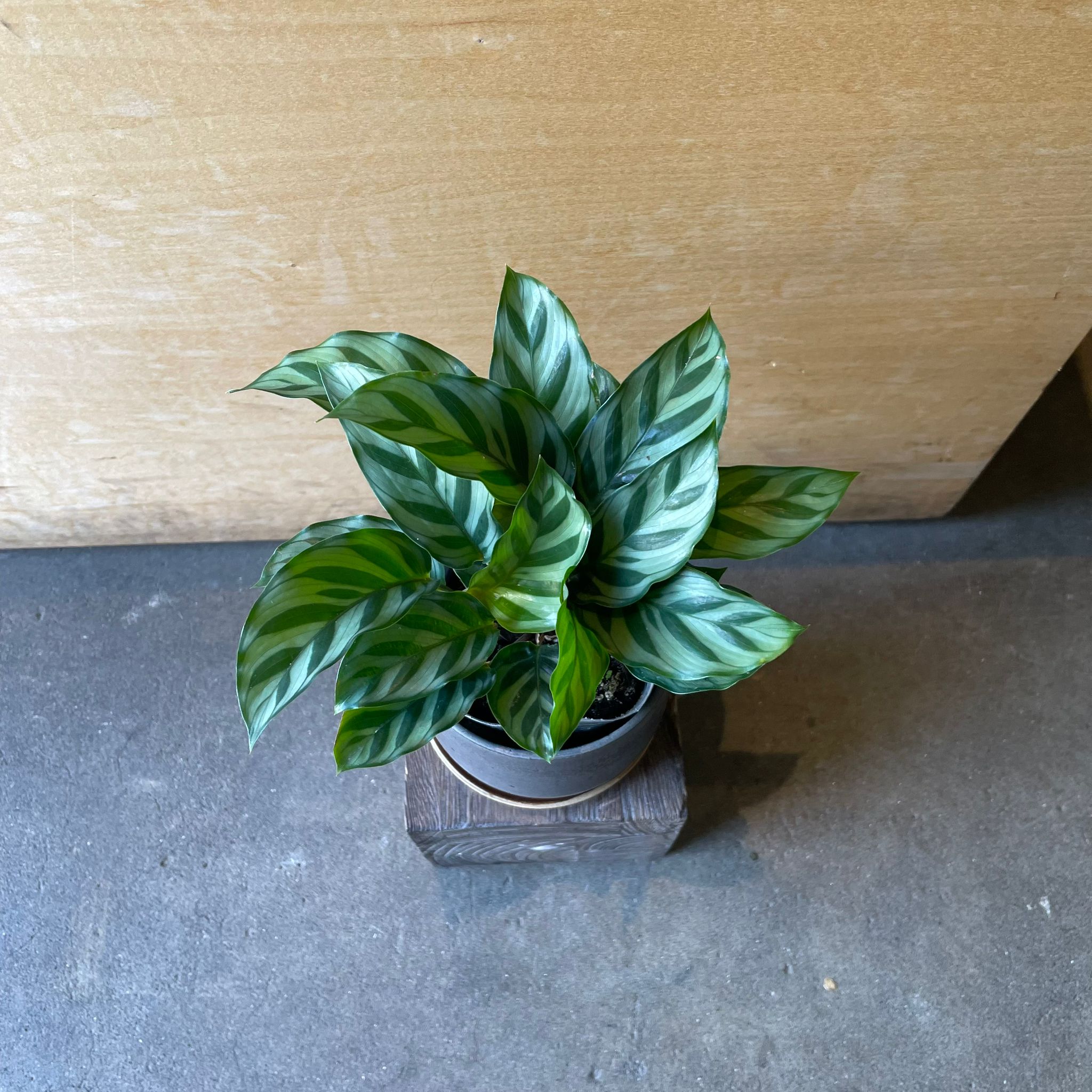 Jungle velvet カラテア フレディ I インドアプランツ I プラント