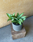Sansevieria 'Hybrid' サンスベリア ハイブリッド