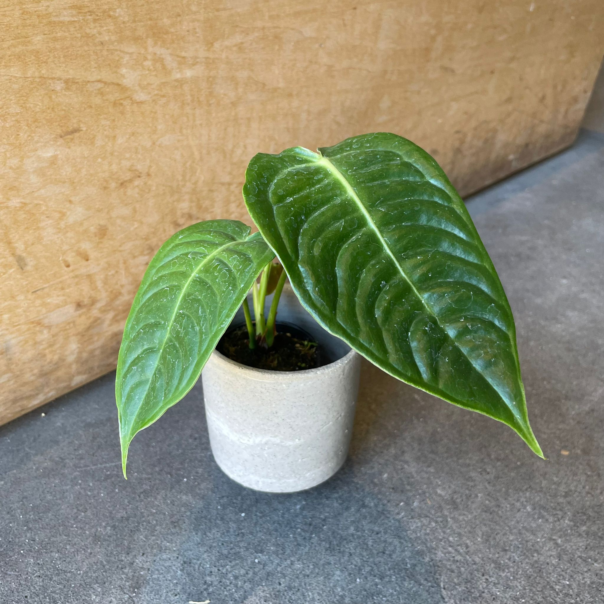 Plants プランツ I 植物インドアプランツ一覧 I プラントソサエティ