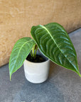 Anthurium veitchii アンスリウム ベーチー