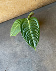 Anthurium veitchii アンスリウム ベーチー