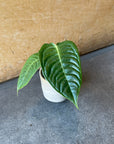 Anthurium veitchii アンスリウム ベーチー